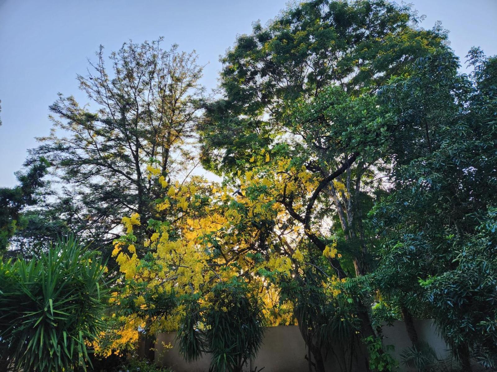 Tree Aloe Guest House Mokopane Exterior foto
