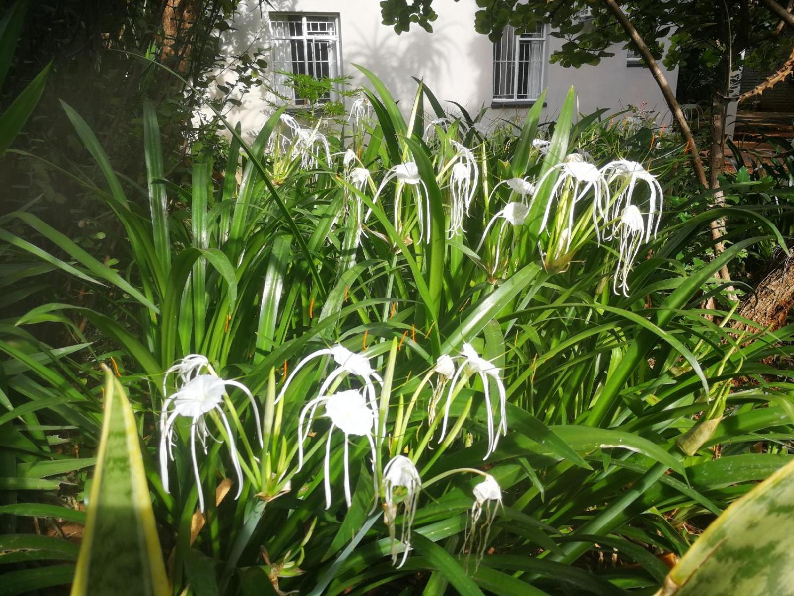 Tree Aloe Guest House Mokopane Exterior foto